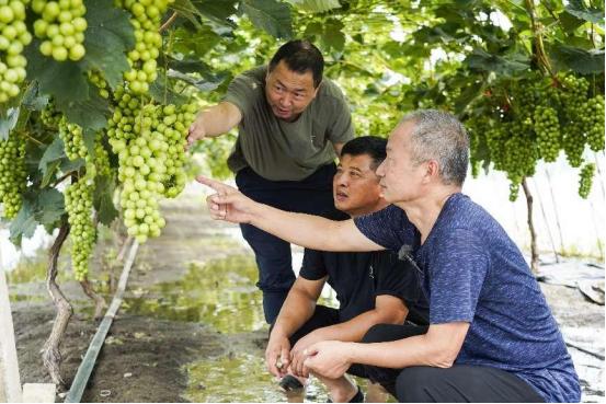 高圣華（左一）、孫凌?。ㄓ乙唬閯V野講解葡萄受災后的急救技巧。人民網記者 王斯文攝